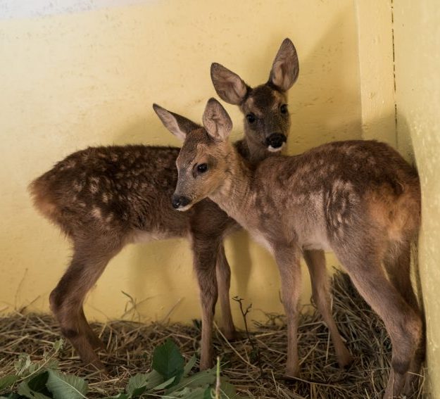 Unterstützung Wildtierhilfe Loreley Bauwerk Rodgau