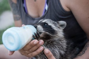 Unterstützung Wildtierhilfe Loreley Bauwerk Rodgau