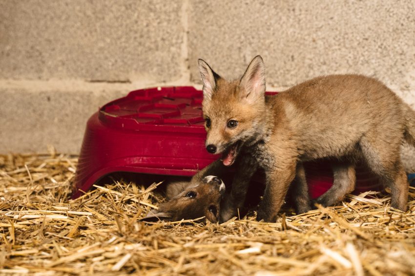 Unterstützung Wildtierhilfe Loreley Bauwerk Rodgau